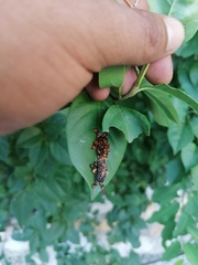 Phobetron hipparchia