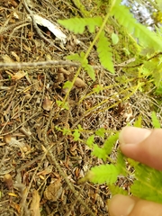 Amauropelta noveboracensis