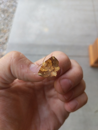 Deep Yellow Euchlaena Moth photo 4