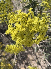 Eriogonum corymbosum