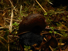 Macrocyclis peruvianus