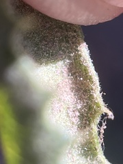 Aceria mackiei