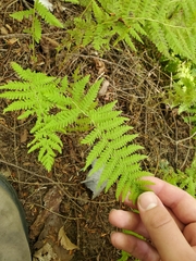 Amauropelta noveboracensis