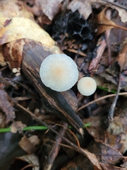 Tetrapyrgos nigripes