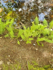 Amauropelta noveboracensis