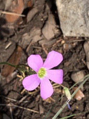 Oxalis drummondii