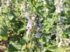 Stachys bolusii