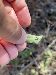 Aceria mackiei