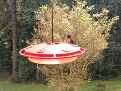 Chrysuronia versicolor