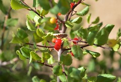 Rhamnus ilicifolia