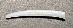 Dentaliidae