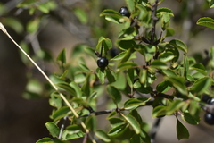 Rhamnus saxatilis