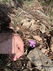 Oxalis drummondii