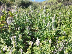 Stachys bolusii