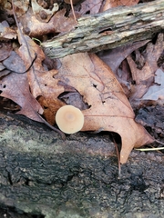 Entoloma strictius