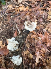 Antrodia heteromorpha