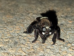 Mallophora leschenaulti