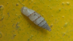 Papillifera papillaris