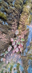 Heuchera micrantha
