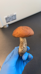 Leccinum aurantiacum