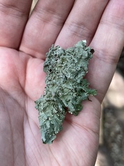 Punctelia bolliana
