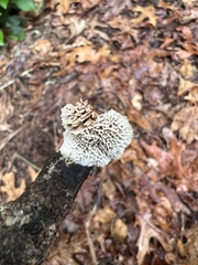 Antrodia heteromorpha