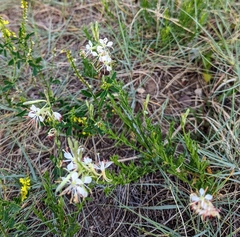 Oenothera suffrutescens