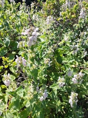 Stachys bolusii