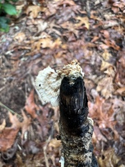 Antrodia heteromorpha