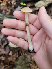 Entoloma strictius