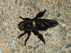 Mallophora leschenaulti