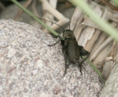 Melanogryllus desertus