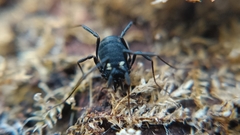 Nemastoma bimaculatum