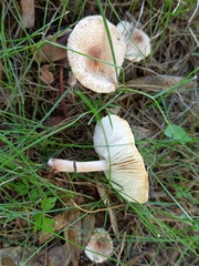 Lepiota lilacea