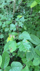 Crataegus marshallii