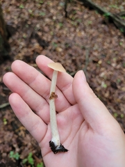 Entoloma strictius