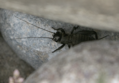 Melanogryllus desertus