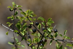 Rhamnus saxatilis