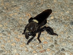 Mallophora leschenaulti