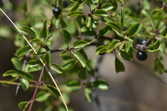 Rhamnus saxatilis