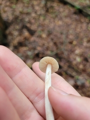 Entoloma strictius