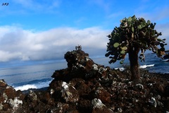 Pelecanus occidentalis urinator