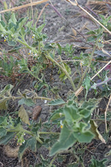 Solanum physalifolium nitidibaccatum