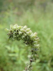 Teucrium canadense