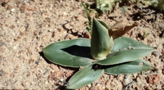 Colchicum eucomoides