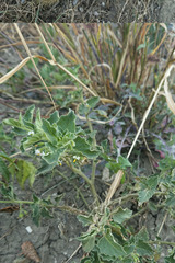 Solanum physalifolium nitidibaccatum