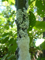 Prociphilus tessellatus