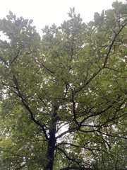 Quercus bicolor