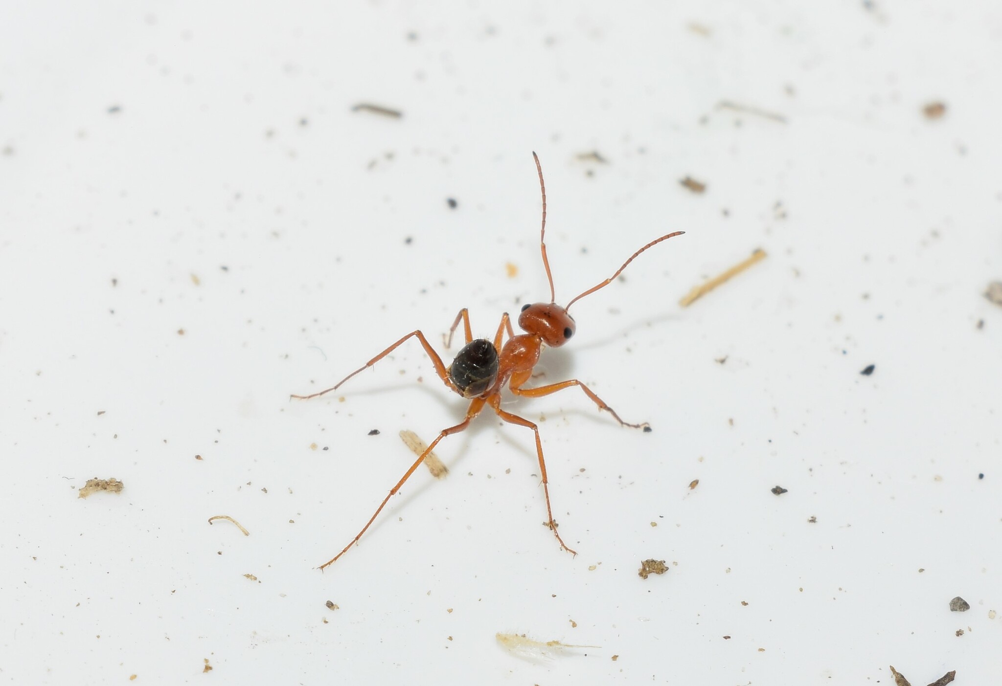 Cataglyphis viaticoides