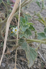 Solanum physalifolium nitidibaccatum